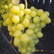 Саженец Виноград Аркадия