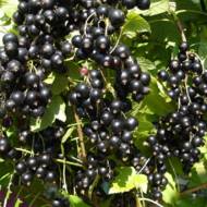 Саженец Смородина Красота Львова