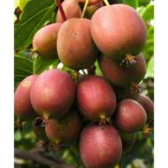 Саженец Актинидия Аргута Кэнс Ред