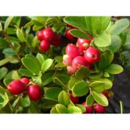 Саженец Брусника Коралл