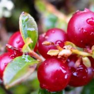 Саженец Брусника Руно Белявское