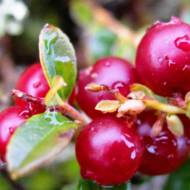 Саженец Брусника Руно Белявское