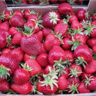 Саженец Клубника Мармелада