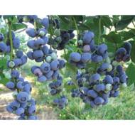 Саженец Голубика Блю Кроп