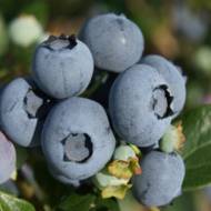 Саженец Голубика Торо