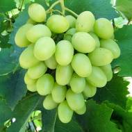 Саженец Виноград Илария