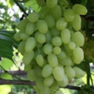 Саженец Виноград Долгожданный