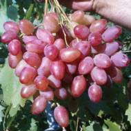 Саженец Виноград Юбилей Новочеркасска