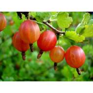 Саженец Крыжовник Розовый-2