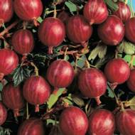 Саджанець Агрус Сіріус