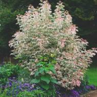 Саджанець Клен ясенолистий Flamingo в контейнері