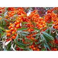 Саженец Облепиха Клавдия (женская)