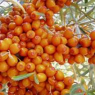 Саженец Облепиха Лыбидь