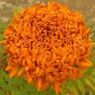 Бархатцы Фантастик оранж за 0,25 г
