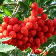 Саженец Рябина Пурпурная крупноплодная (привитая) в контейнере