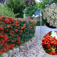 Саджанець Піраканта яскраво-червона Red column в контейнері