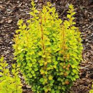 Саджанець Барбарис Тунберга Голден Торч в контейнері