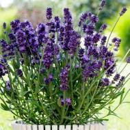 Саджанець Лавандин Платінум Ніко в контейнері