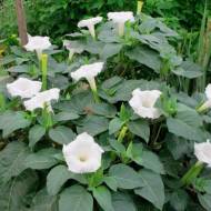 Датура прекрасная за 0,3 г