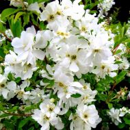 Саджанець Екзохорда The Bride в контейнері