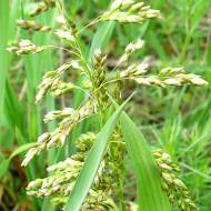 Саджанець Зубровка в контейнері