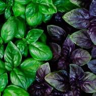 Базилик 6 ароматов (смесь)