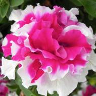 Петуния Фруктовая глазурь F1 за 5 сем.