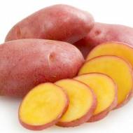 Семенной картофель Ред Фентези