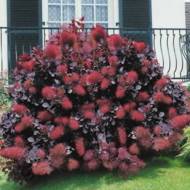 Саджанець Скумпія шкіряста Purpureus в контейнері