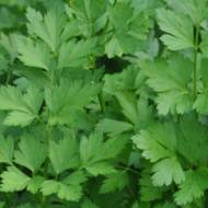 Петрушка Наталья (листовая)