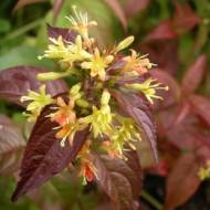 Саджанець Дієрвіла Troja Black в контейнері