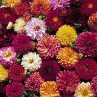 Георгина Дабл Экстрим (смесь) за 0,25 г