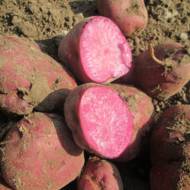 Семенной картофель Хортица