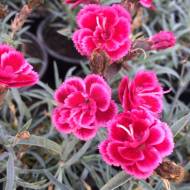 Саджанець Гвоздика Strawberry в контейнері