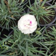 Саджанець Гвоздика White Eye в контейнері