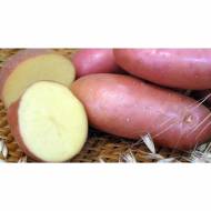 Комплект трех сортов семенного картофеля лучших для хранения