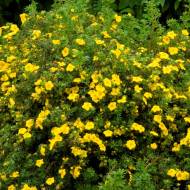 Саженец лапчатки кустовой Голдфингер в контейнере