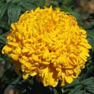 Бархатцы Фантастик голд за 0,25 г