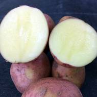 Семенной картофель Злагода