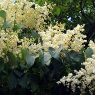 Сирень Амурская за 10 сем.