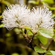 Саджанець Фозергіла majo в контейнері