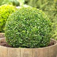 Саджанець Самшит в контейнері