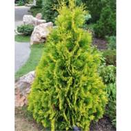 Саджанець Туя західна Yellow Ribbon в контейнері
