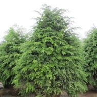 Саджанець Тсуга канадська в контейнері