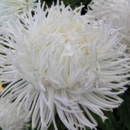 Астра Невеста за 0,3 г