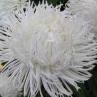 Астра Невеста за 0,3 г