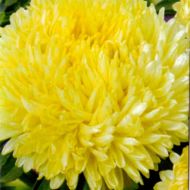 Астра Полярная звезда за 0,3 г