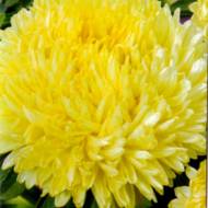 Астра Полярная звезда за 0,3 г