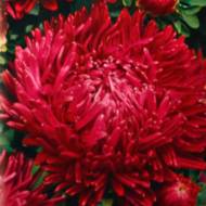 Астра Сердце Франции за 0,3 г