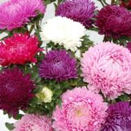 Астра смесь Мадагаскар за 0,3 г